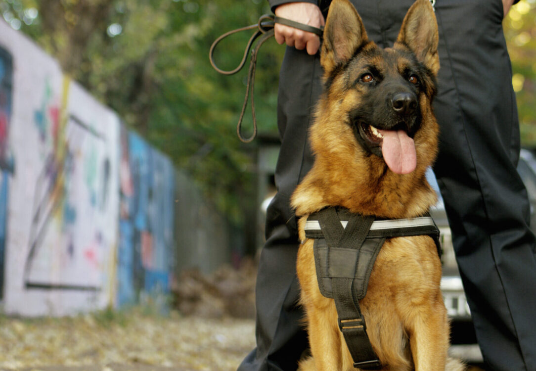 Elevate Site Safety with Professional Security Dog Services Newcastle upon Tyne Solutions