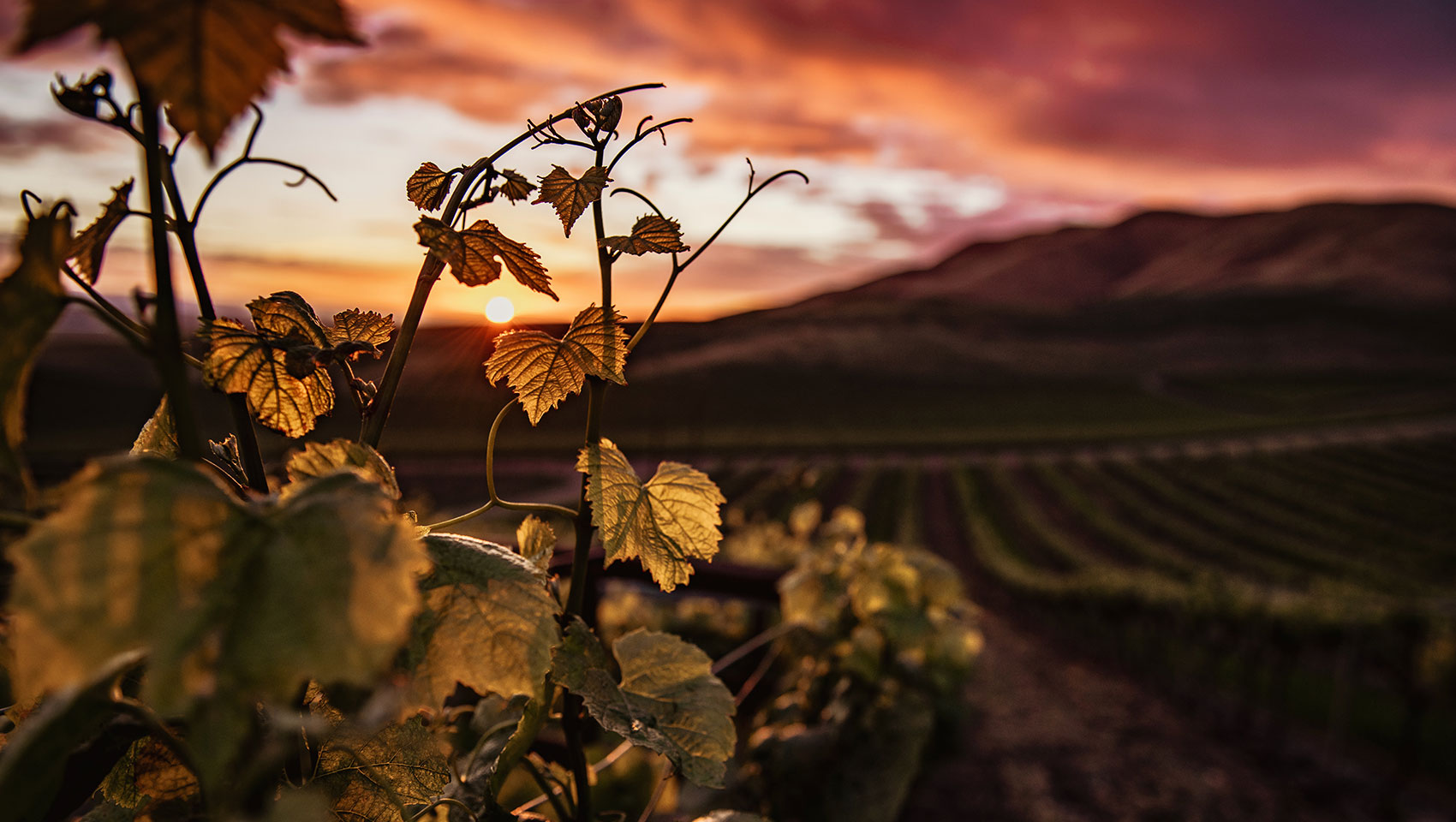 Silt Wine Club: Exclusive Access to Premium Clarksburg Wines